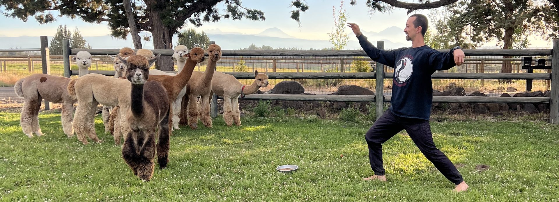 Practicing tai chi in the pasture with the alpaca herd