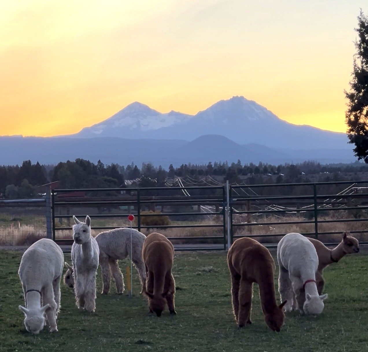 Alpacas at Bend Alpaca Ranch