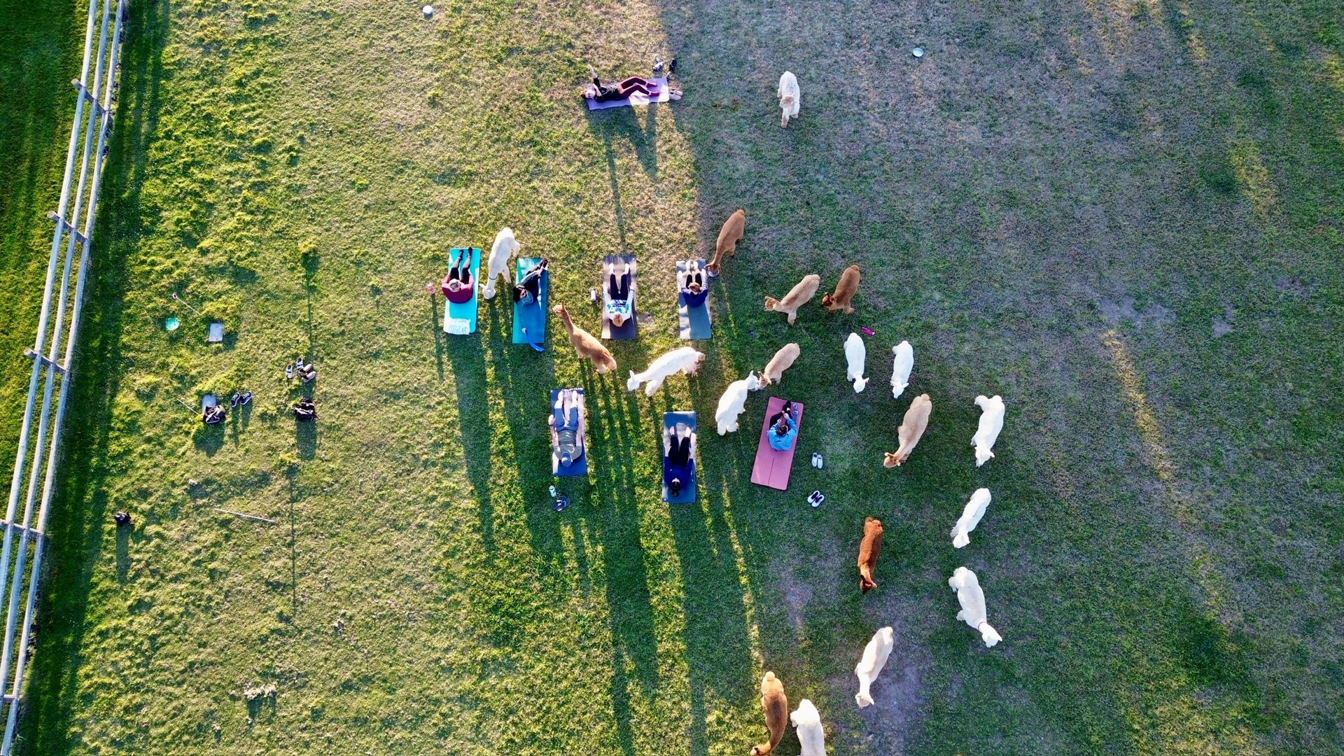 Mat pilates class among the alpacas